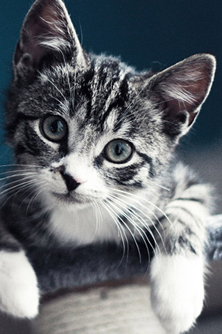Красивые картинки на телефон котята и кошечки - подборка 10