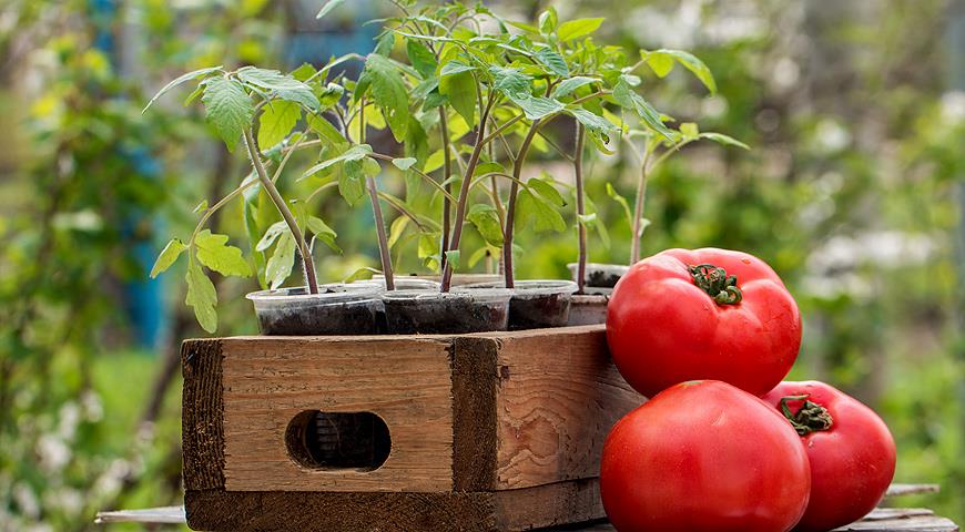 Основные особенности посадки томатов - уход и посадка растения 1