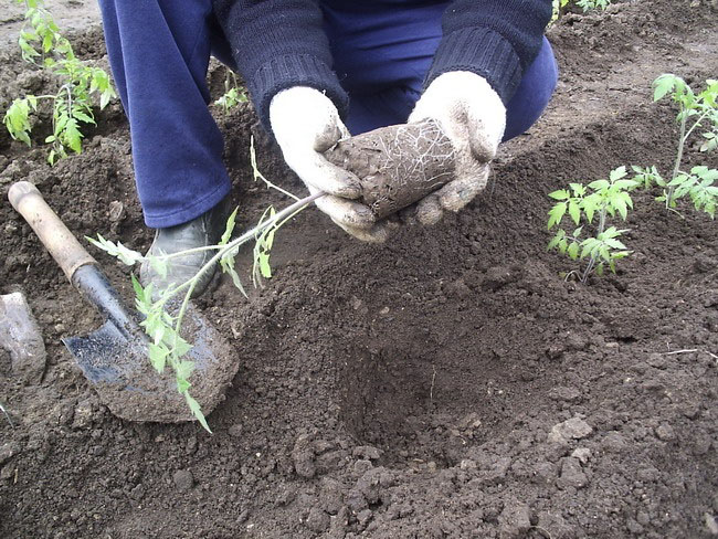 Основные особенности посадки томатов - уход и посадка растения 3