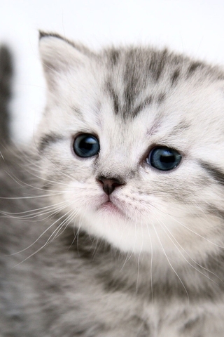 Красивые картинки котиков и кошек на заставку телефона - подборка 15