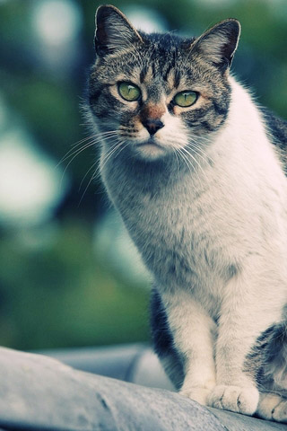 Красивые картинки котиков и кошек на заставку телефона - подборка 27
