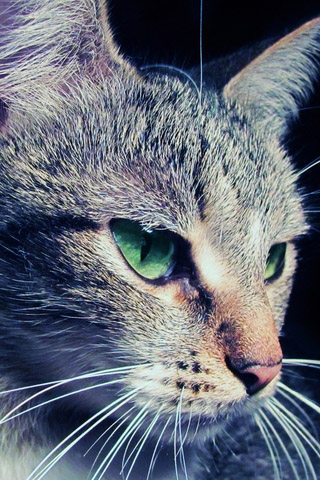 Красивые картинки котиков и кошек на заставку телефона - подборка 6