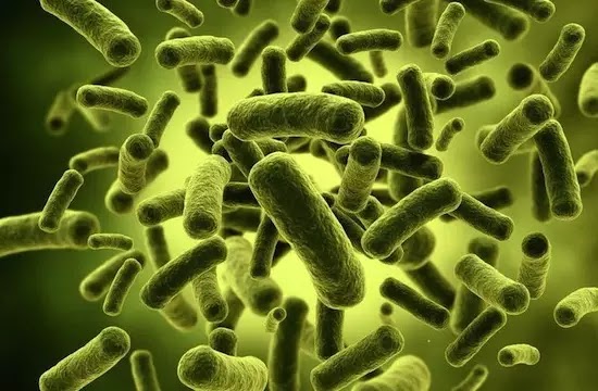 Где больше всего микробов Какие предметы более заражены микробами 1
