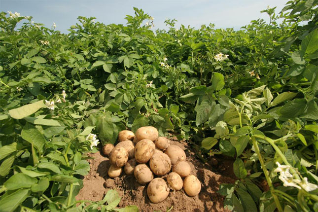 Как выращивать картофель в мешках в саду - основные способы 1