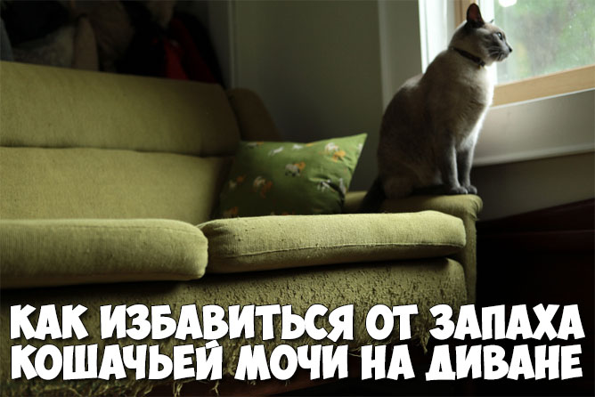 Как избавиться от запаха кошачьей мочи на диване - народные советы 1