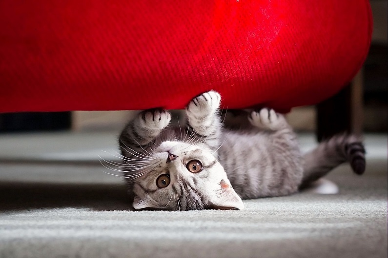 Как избавиться от запаха кошачьей мочи на диване - народные советы 2
