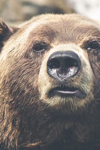Картинки на телефон медведи, аватарки с медведями - подборка 4
