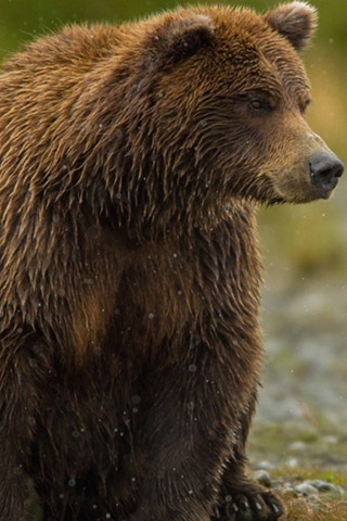 Картинки на телефон медведи, аватарки с медведями - подборка 7