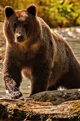 Картинки на телефон медведи, аватарки с медведями - подборка 8