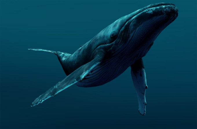 Киты - фотографии китов. Удивительные и красивые фото китов 12