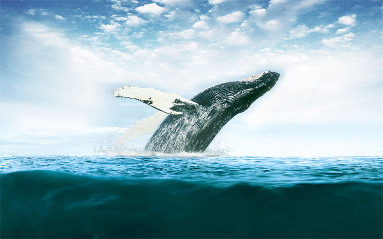 Киты - фотографии китов. Удивительные и красивые фото китов 13