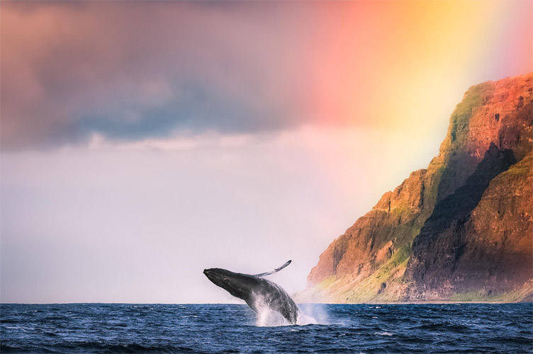 Киты - фотографии китов. Удивительные и красивые фото китов 15
