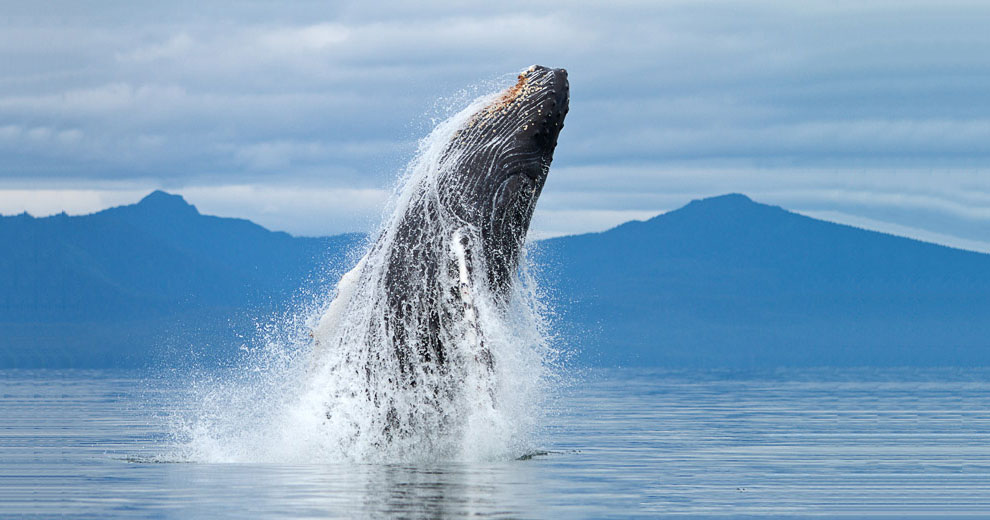 Киты - фотографии китов. Удивительные и красивые фото китов 2
