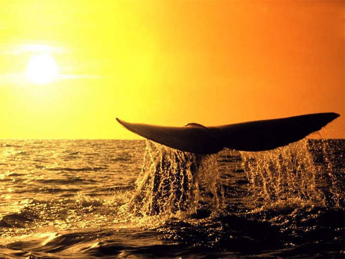 Киты - фотографии китов. Удивительные и красивые фото китов 3