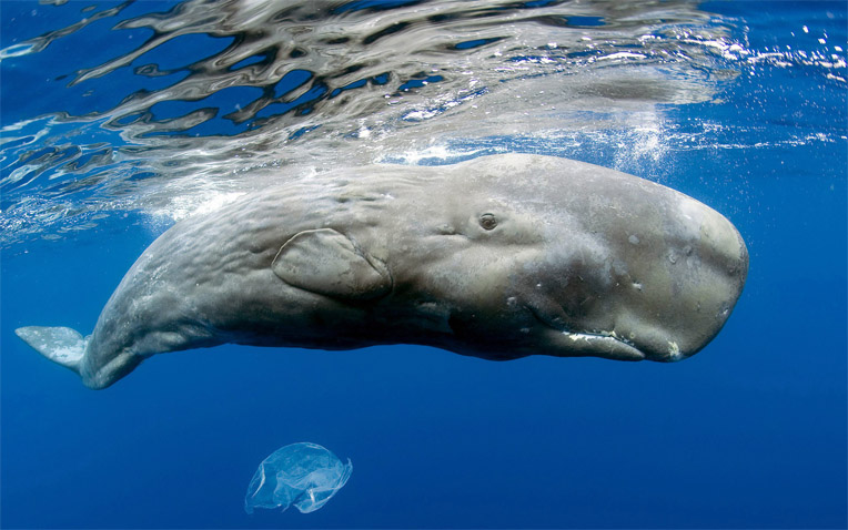 Киты - фотографии китов. Удивительные и красивые фото китов 9