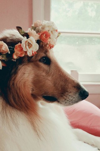 Классные и прикольные картинки, фото собак, щенков на телефон - подборка 10