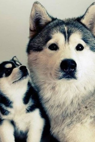 Классные и прикольные картинки, фото собак, щенков на телефон - подборка 18