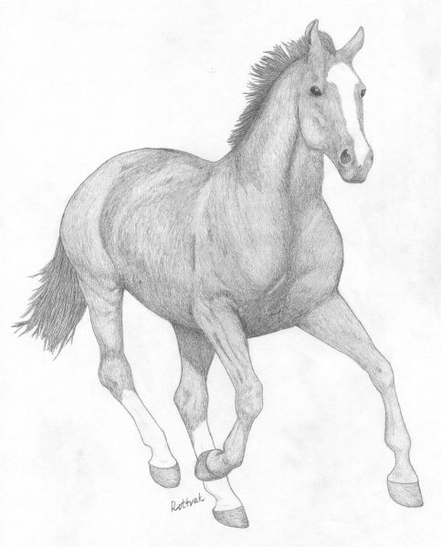 Красивые картинки для срисовки карандашом лошади или пони 16