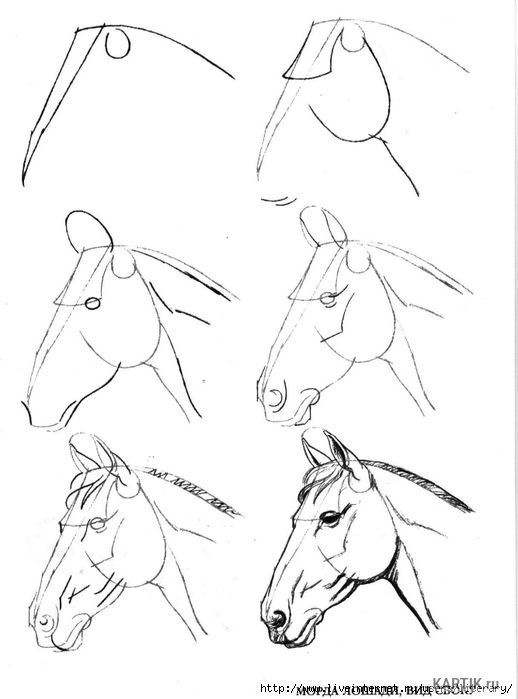 Красивые картинки для срисовки карандашом лошади или пони 18