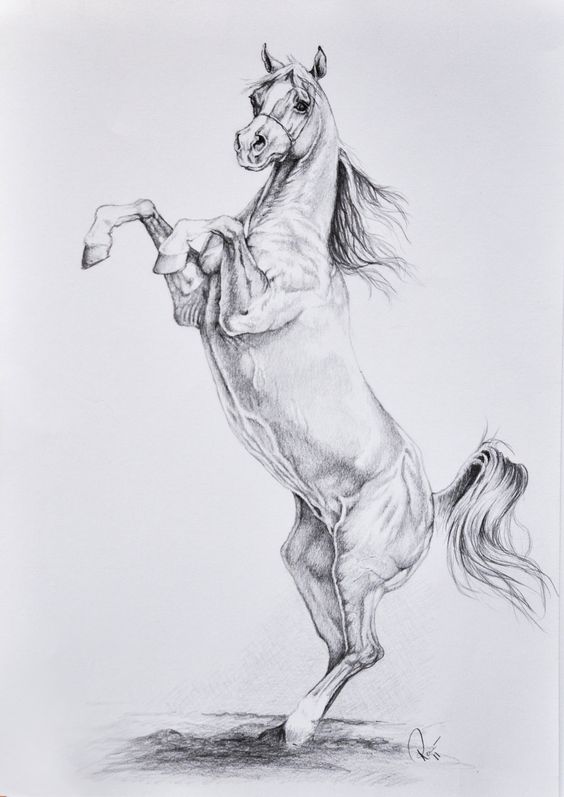 Красивые картинки для срисовки карандашом лошади или пони 4
