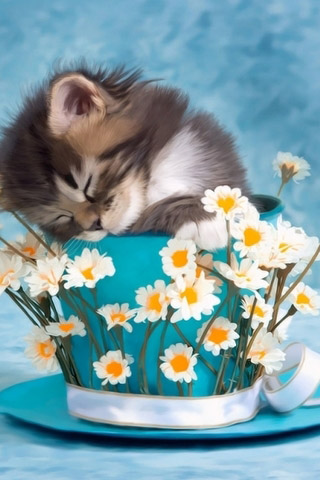 Красивые картинки котиков и кошек на заставку телефона - подборка 18