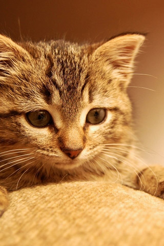 Красивые картинки котиков и кошек на заставку телефона - подборка 2