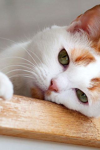 Красивые картинки котиков и кошек на заставку телефона - подборка 21