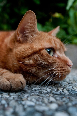 Красивые картинки котиков и кошек на заставку телефона - подборка 4