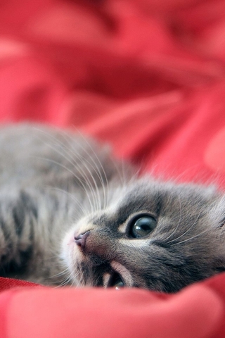 Красивые картинки котиков и кошек на заставку телефона - подборка 5