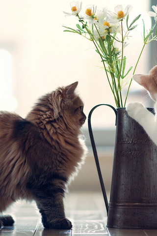 Красивые картинки котиков и кошек на заставку телефона - подборка 9