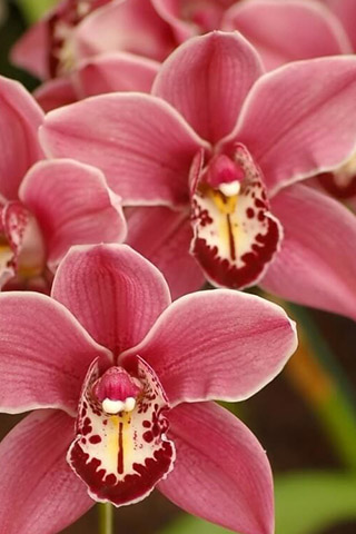 Орхидеи красивые картинки на телефон на заставку - подборка 20 фото 1
