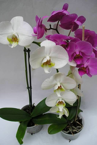 Орхидеи красивые картинки на телефон на заставку - подборка 20 фото 12