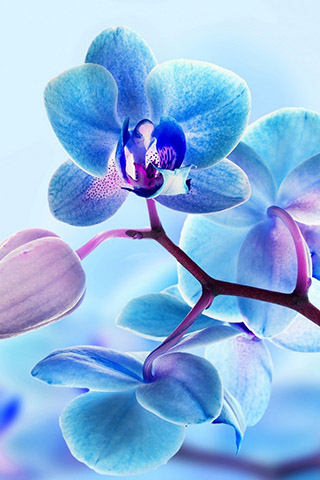 Орхидеи красивые картинки на телефон на заставку - подборка 20 фото 14