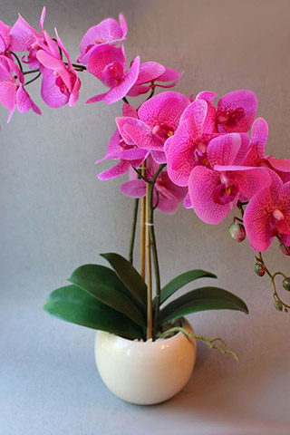 Орхидеи красивые картинки на телефон на заставку - подборка 20 фото 16