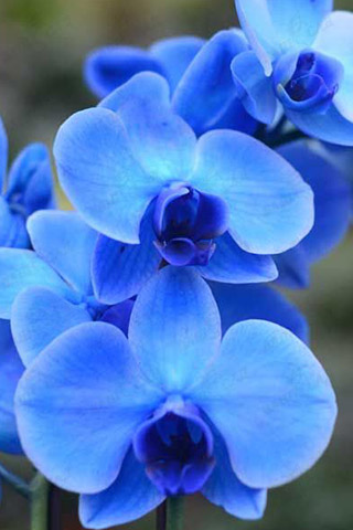 Орхидеи красивые картинки на телефон на заставку - подборка 20 фото 17