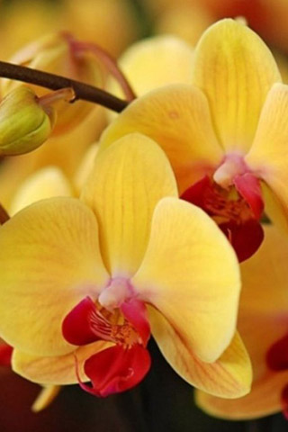 Орхидеи красивые картинки на телефон на заставку - подборка 20 фото 19