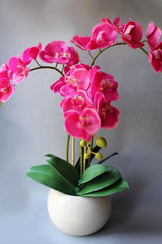 Орхидеи красивые картинки на телефон на заставку - подборка 20 фото 2