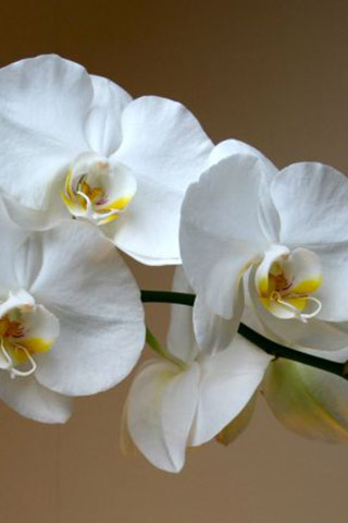 Орхидеи красивые картинки на телефон на заставку - подборка 20 фото 3