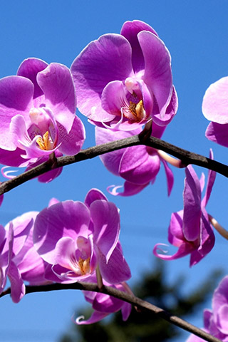 Орхидеи красивые картинки на телефон на заставку - подборка 20 фото 4