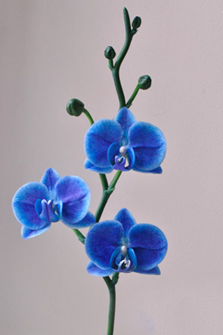Орхидеи красивые картинки на телефон на заставку - подборка 20 фото 6