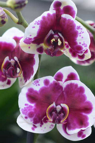 Орхидеи красивые картинки на телефон на заставку - подборка 20 фото 7