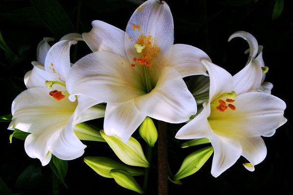 Очень красивые и прекрасные картинки, фото Белая лилия - подборка 11