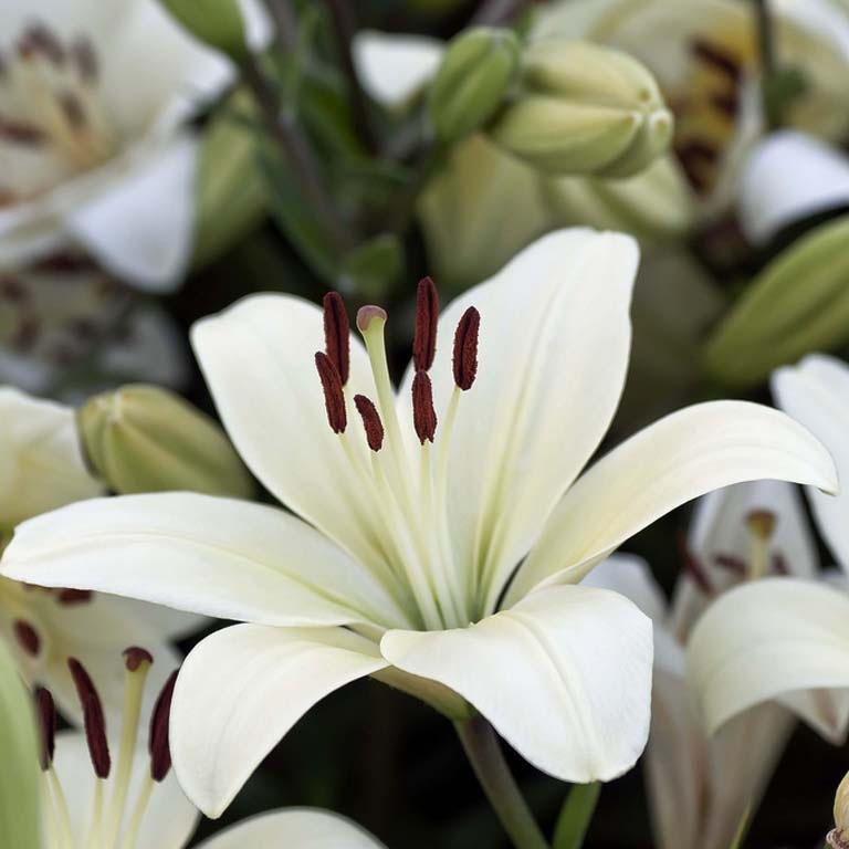 Очень красивые и прекрасные картинки, фото Белая лилия - подборка 12