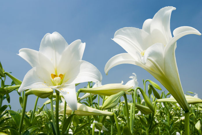 Очень красивые и прекрасные картинки, фото Белая лилия - подборка 13