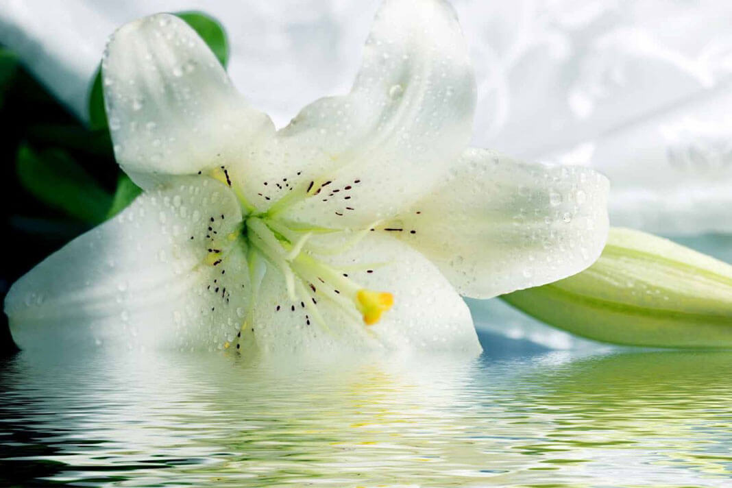 Очень красивые и прекрасные картинки, фото Белая лилия - подборка 15