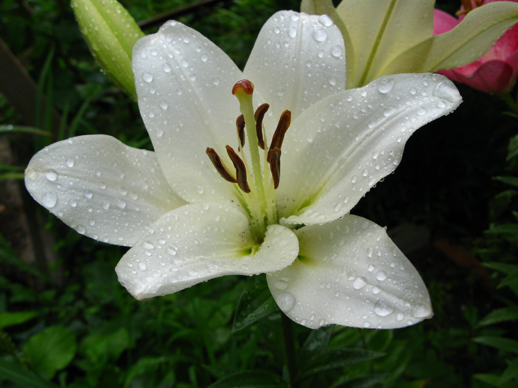 Очень красивые и прекрасные картинки, фото Белая лилия - подборка 2