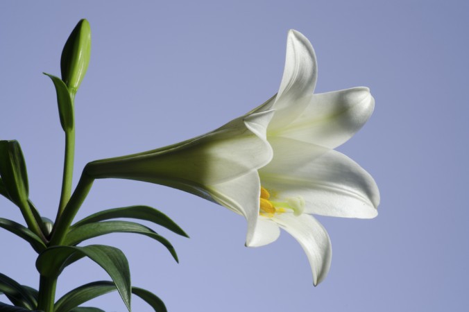Очень красивые и прекрасные картинки, фото Белая лилия - подборка 5