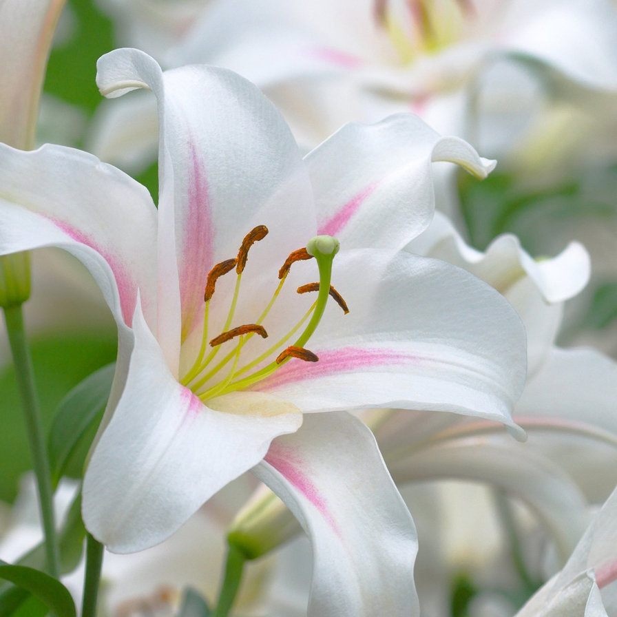 Очень красивые и прекрасные картинки, фото Белая лилия - подборка 7