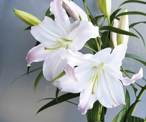 Очень красивые и прекрасные картинки, фото Белая лилия - подборка 8
