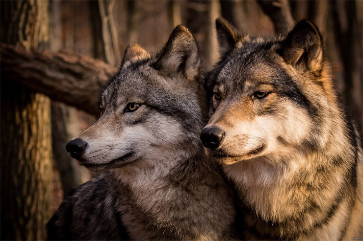 Очень красивые картинки волка и волчицы - подборка изображений 12